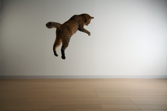 Cat Jumping Down