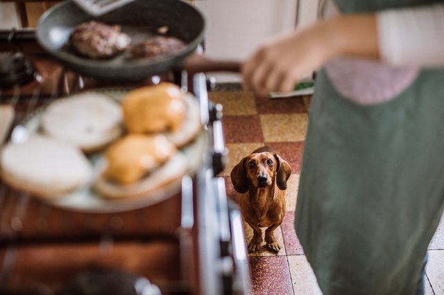 Dachshund Dog's Like To Try Fresh Burgers