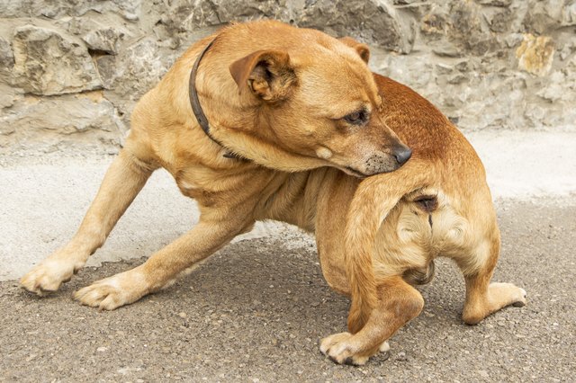 dog scratches