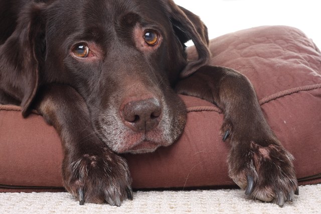 signs-of-mental-illness-in-dogs-cuteness