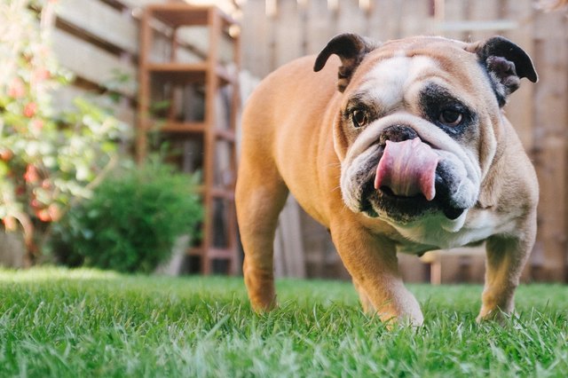 what happens if a dog eats a poisonous spider