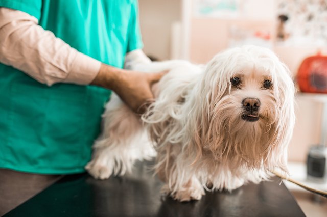White Maltese dog at veterinarian's office.