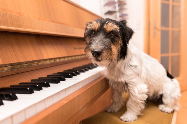 Cute musical little dog is sitting at the piano - Jack Russell Terrier