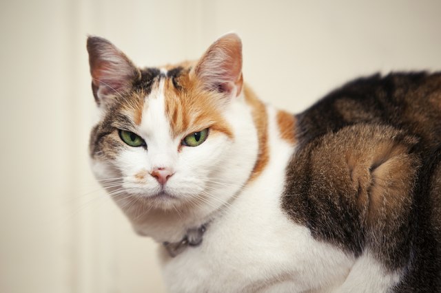 Mean Looking Cat