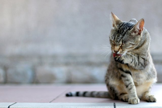 Tabby Cat