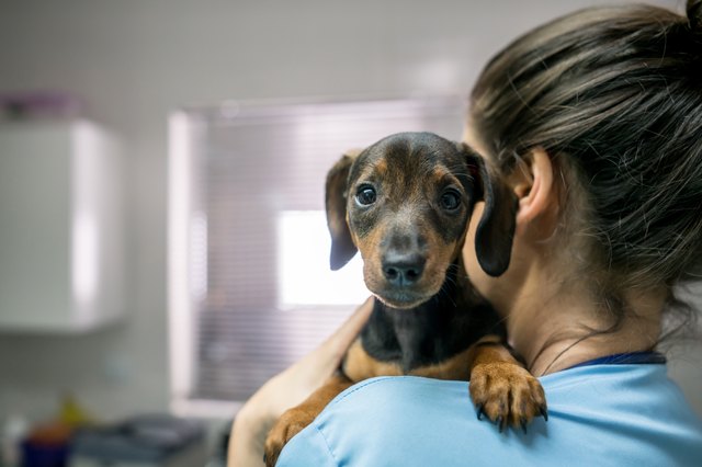 how much should my dachshund weigh