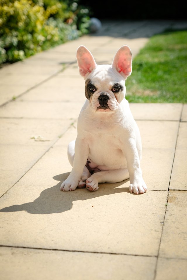dog