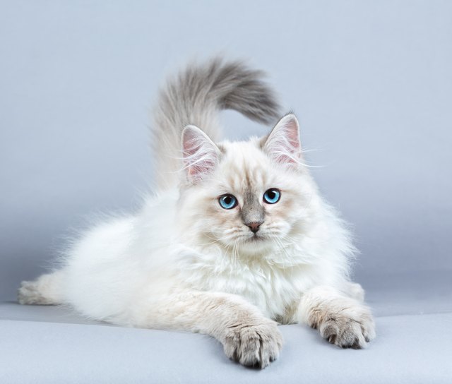 Portrait of Siberian kitten, studio shoot