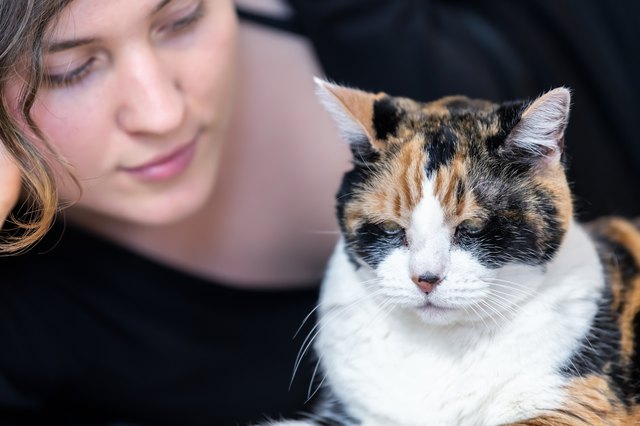 Closeup of calico cat lying on carpet floor together with female, woman, person owner, face, beside, looking in home, house, apartment room, friendship, companion
