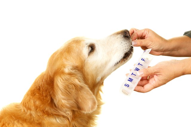 Should I Give My Dog Probiotics? | Cuteness