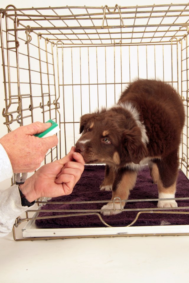 Australian Shepherd Puppy