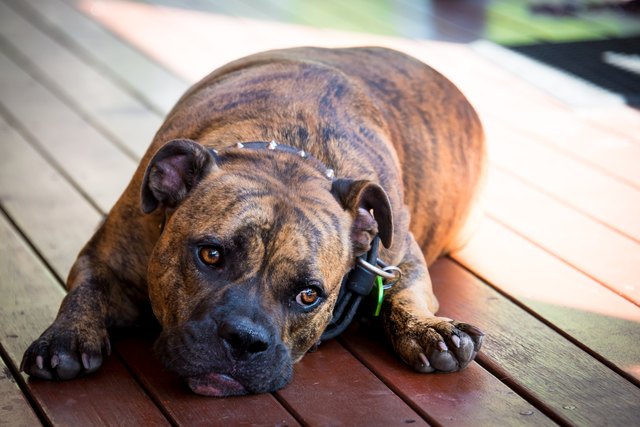 Dog lying on porch