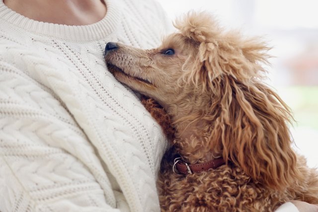 Young woman is resting with a dog at home .