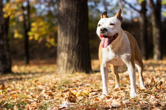 Happiness dog portrait