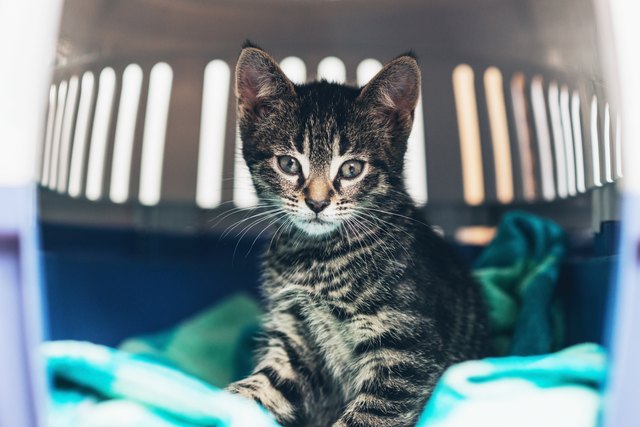 Curious cute little tabby kitten with huge eyes