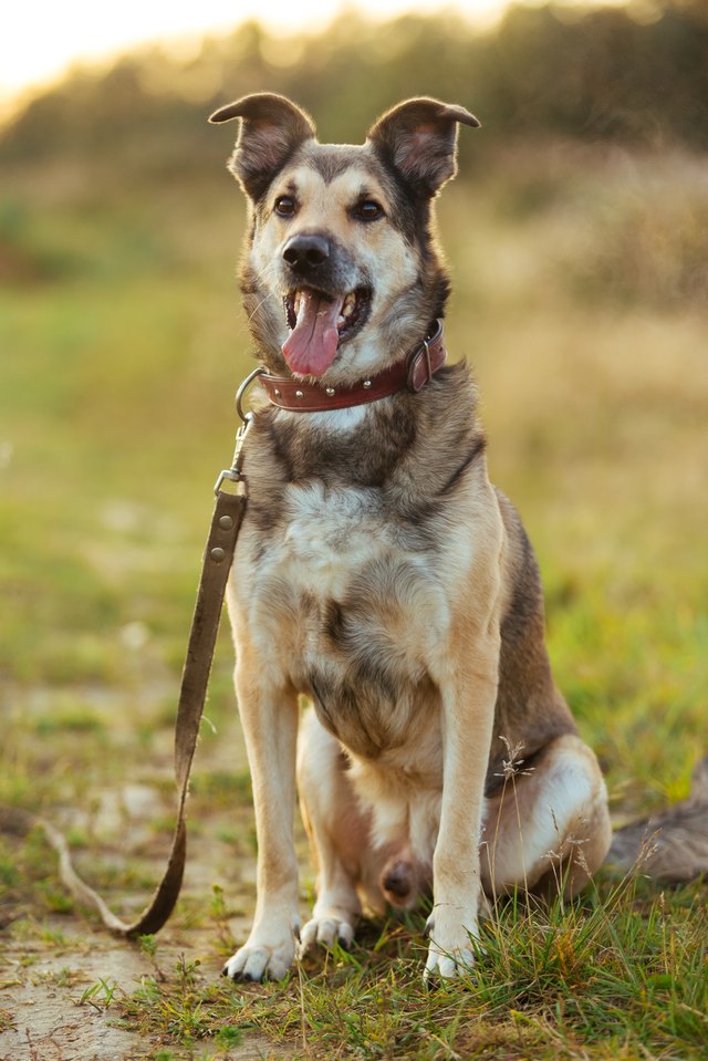 Portrait of beautiful happy dog, looking at camera at nature in sunset
