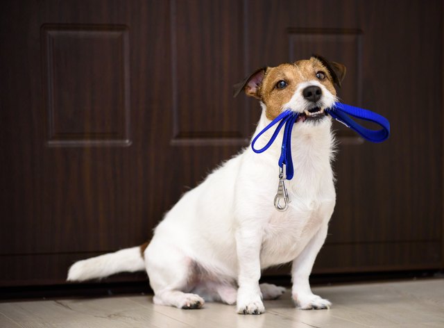 Dog behind door waiting and welcoming home its owner with leash in mouth