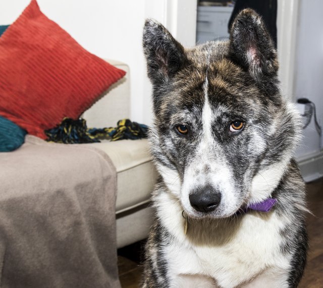 dog looking guilty
