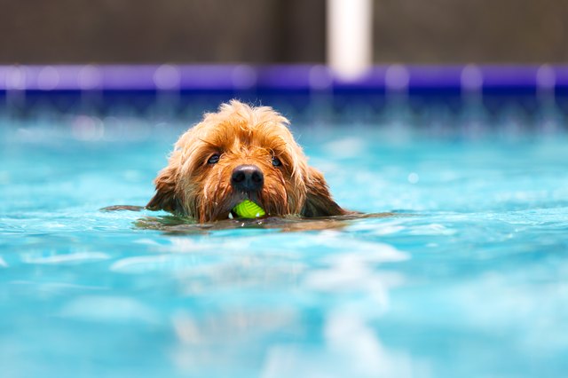 Goldendoodle swimming in pool