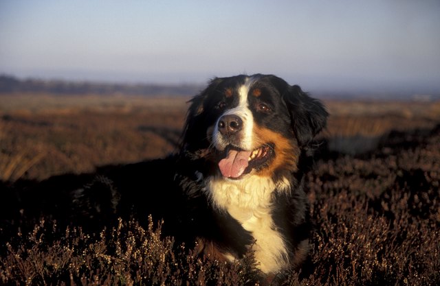 Bernese Mountain Dog