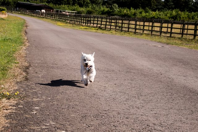Little white dog on a road