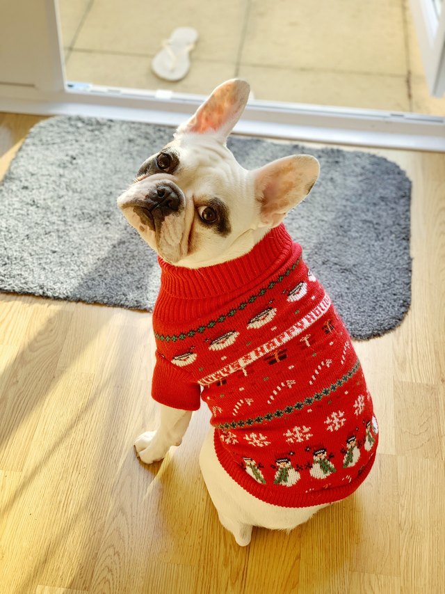 Pied French Bulldog puppy in red knitted Christmas jumper waiting by the door