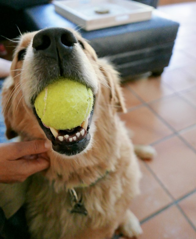 Dogs at Home