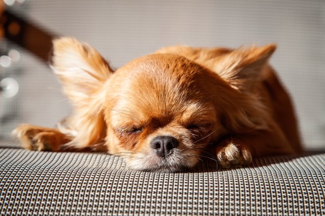 small Chihuahua sleeping in the sun