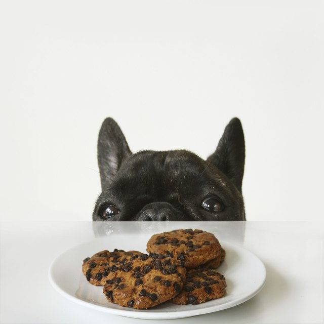 Black brindle French bulldog looking over table at chocolate chip cookies
