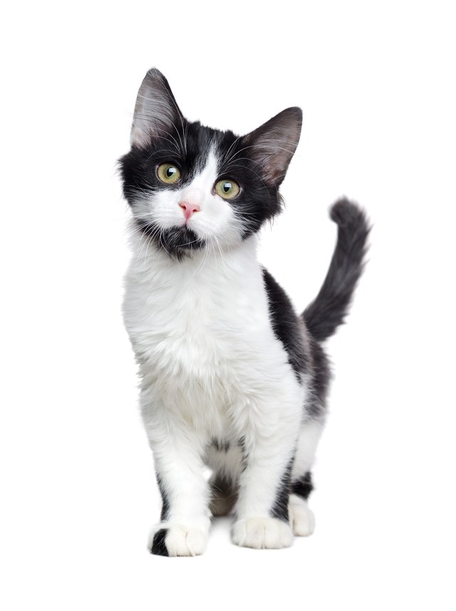 Front view of walking black and white kitten isolated on white