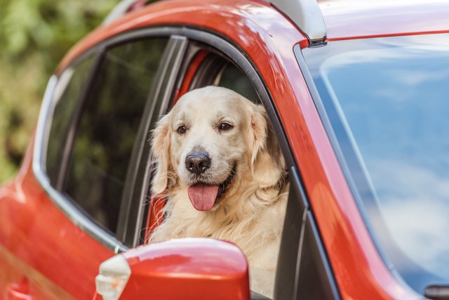 golden retriever