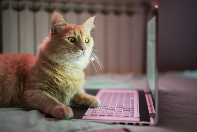 Beautiful young yellow Maine Coon cat working on laptop.