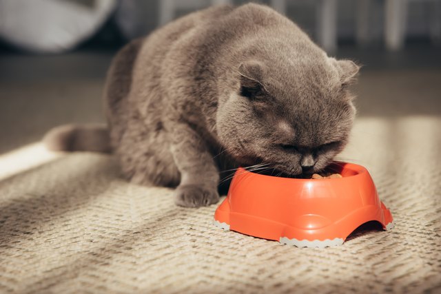 scottish fold cat eating from red bowl