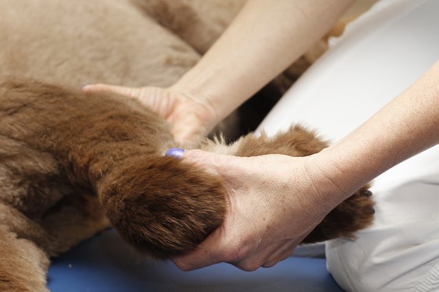Canine physical therapy