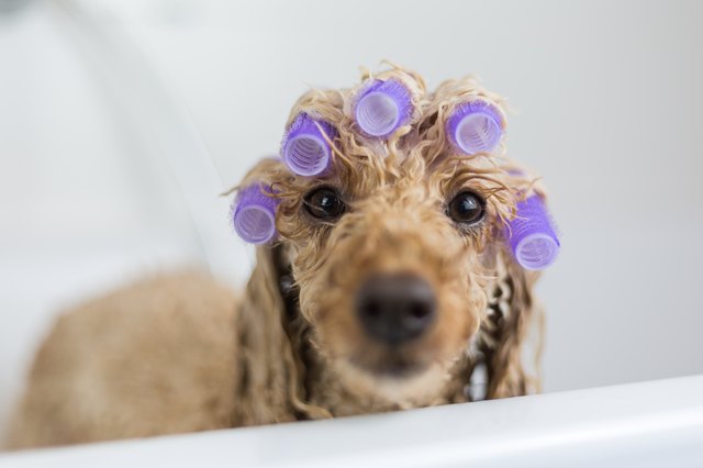 Dog in the bathtub
