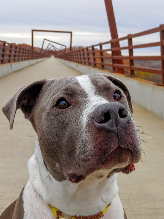 Dog Walk