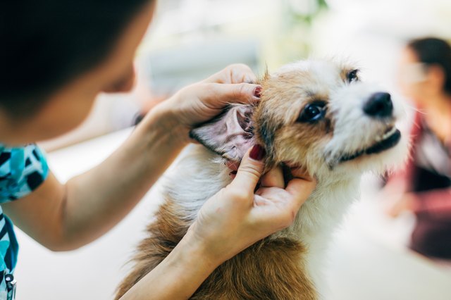 Ear control for dog