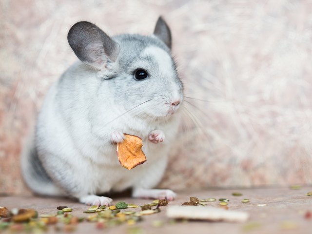 Funny face domestic chinchilla holding food with arms