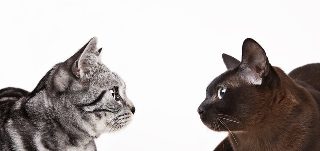Cats looking at each other