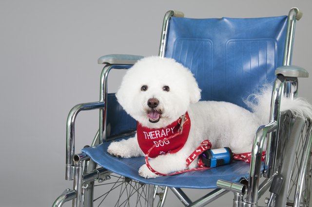 Cute Bischon therapy dog