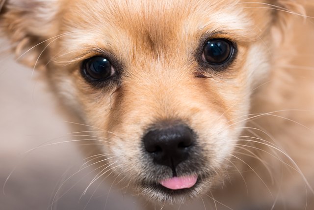 Close-Up Portrait Of Puppy