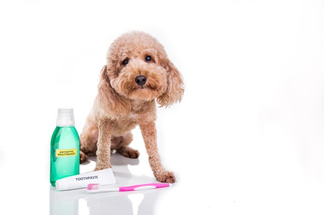 Pet dog with toothbrush, toothpaste and mouthwash oral care conncept