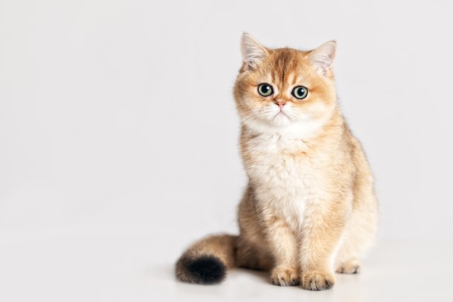 British Shorthair kitten in front of a white background