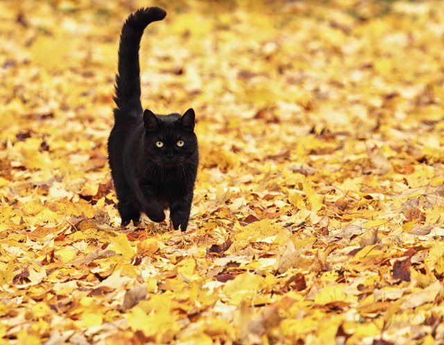 Black Halloween Cat Running On Autumn Leaves