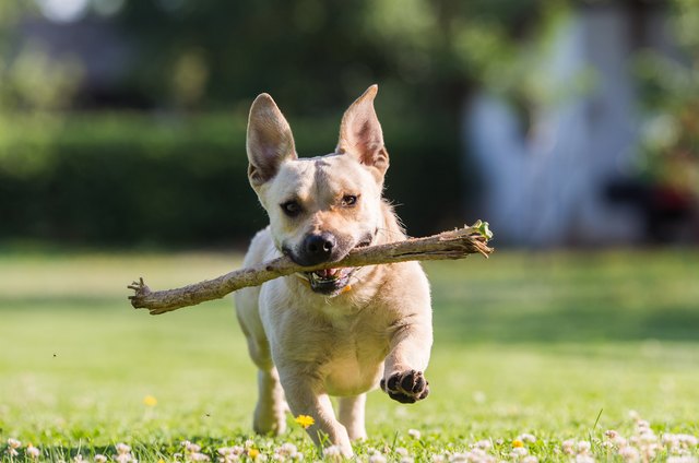 why do dogs love eating sticks