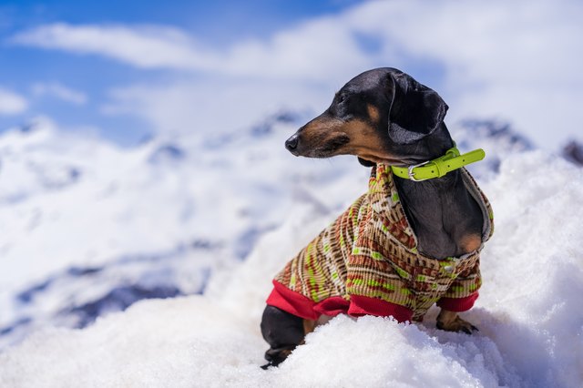dog of the dachshund breed, black and tan, collar and color sweater, in snow mountain landscape.