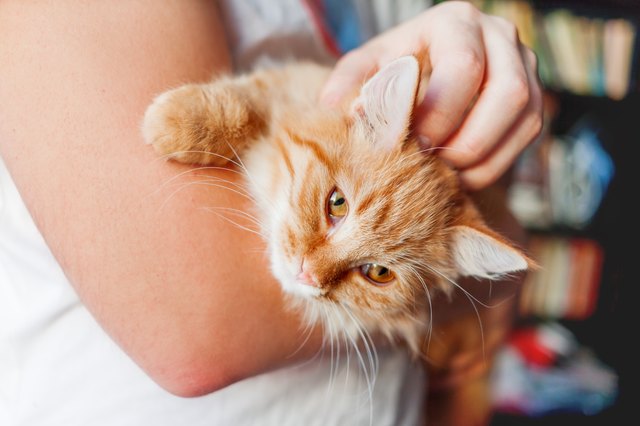 Man stroking a cute ginger cat