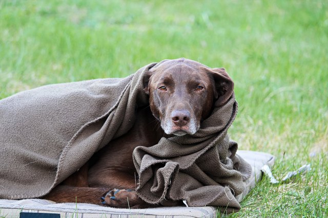 causes-of-shivering-and-lethargy-in-dogs-and-what-to-do-pethelpful