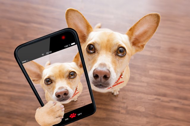 close up curious dog looks up selfie