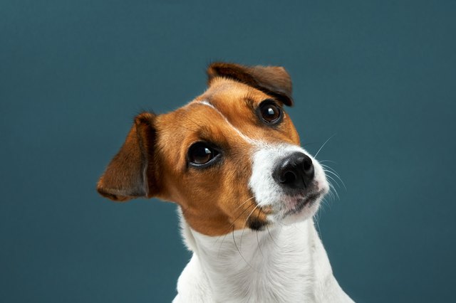 Portrait of a dog breed of Jack Russell a dark grey background. Background for your text and design